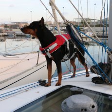 LALIZAS Comfy Pet Buoyancy Aid